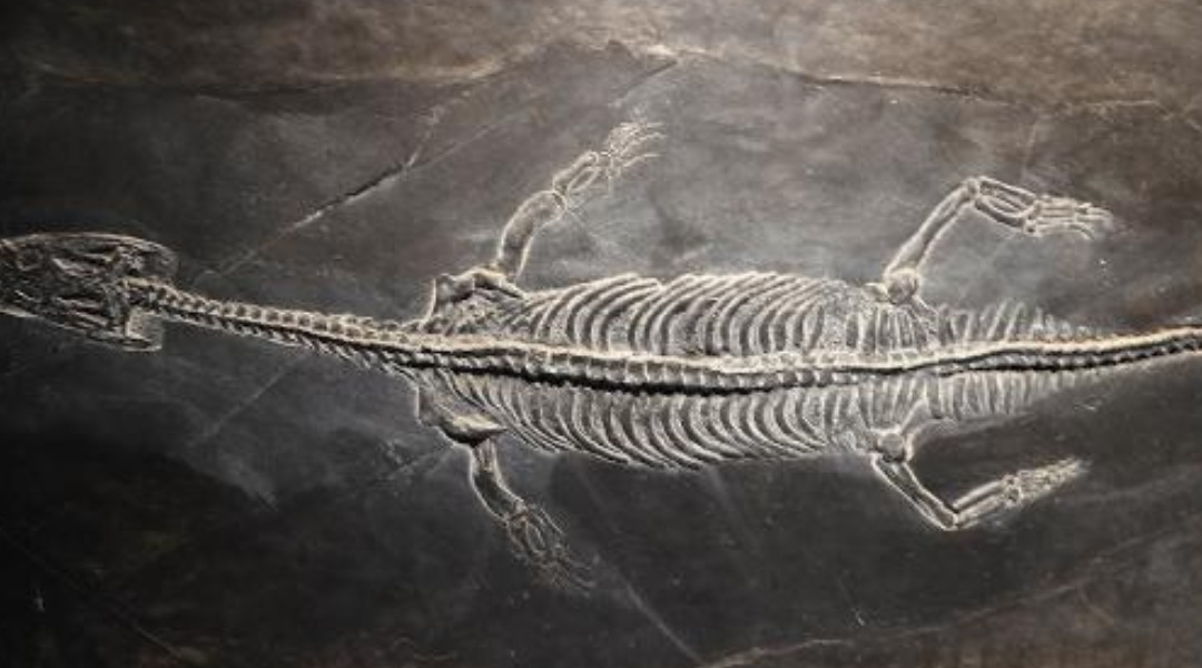 La leggenda del Lariosauro: il misterioso mostro del lago di Como