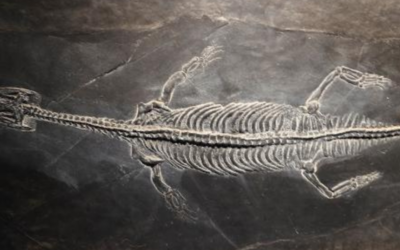 La leggenda del Lariosauro: il misterioso mostro del lago di Como